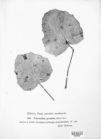 Tuberculina persicina image